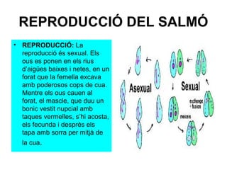 REPRODUCCIÓ DEL SALMÓ
• REPRODUCCIÓ: La
  reproducció és sexual. Els
  ous es ponen en els rius
  d’aigües baixes i netes,...