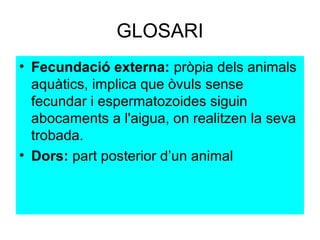 GLOSARI
• Fecundació externa: pròpia dels animals
  aquàtics, implica que òvuls sense
  fecundar i espermatozoides siguin
...