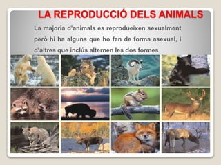 LA REPRODUCCIÓ DELS ANIMALS
La majoria d’animals es reprodueixen sexualment
però hi ha alguns que ho fan de forma asexual, i
d’altres que inclús alternen les dos formes
 