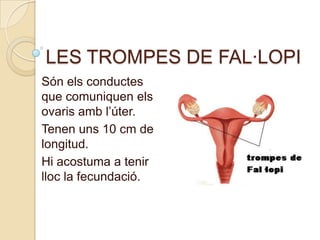 LES TROMPES DE FAL·LOPI<br />Són els conductes que comuniquen els ovaris amb l’úter.<br />Tenen uns 10 cm de longitud.<br ...