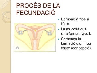 La fecundació<br />És la unió d’un òvul i d’un espermatozoide.<br />En produir-se la fecundació s’inicia una nova vida.<br...