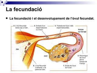 La fecundació <ul><li>La fecundació i el desenvolupament de l’òvul fecundat. </li></ul>6 . L’òvul fecundat s’adhereix  a l...