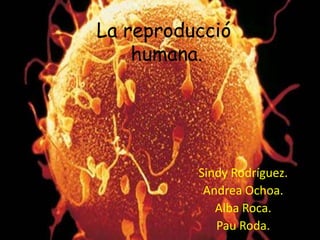 La reproducció
    humana.




          Sindy Rodríguez.
           Andrea Ochoa.
             Alba Roca.
             Pau Roda.
 