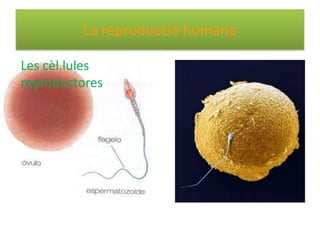 La reproducció humana

Les cèl.lules
reproductores
 