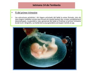 Setmana 14 de l’embaràs


•   Fi del primer trimestre
•   Les estructures primàries i els òrgans principals del bebé ja es...