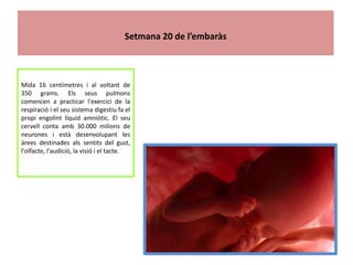 Setmana 20 de l’embaràs



Mida 16 centímetres i al voltant de
350 grams. Els seus pulmons
comencen a practicar l'exercici...