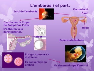 L’embaràs i el part.
Inici de l’embaràs.
Espermatozoidoes
Ovari
Òvul
Fecundació
Zigot
Circula per la Tropa
de Falopi fins ...