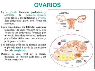 OVARIOS
Es la gónada femenina productora y
   secretora     de     hormonas sexuales
   (estrógenos y progesterona) y óvulos.
   Son estructuras pares con forma de
   almendra.
Están constituidos por folículos ováricos
   (alrededor de unos 400.000 mil). Los
   folículos son estructuras formadas por
   un óvulo inmaduro (ovocito) rodeado
   por células foliculares que nutren y
   protegen al ovocito.
Los folículos ováricos se forman durante
   el período fetal a través de un proceso
   llamado ovogénesis.
Durante la vida fértil de la mujer,
   madurará un folículo cada mes y de
   forma alternativa
 