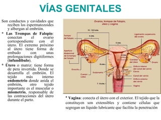 VÍAS GENITALES
Son conductos y cavidades que
   reciben los espermatozoides
   y albergan al embrión.
* Las Trompas de Falopio:
   conectan       el     ovario
   correspondiente con el
   útero. El extremo próximo
   al útero tiene forma de
   embudo         con      unas
   prolongaciones digitiformes
   (infundíbulo).
* Útero o matriz: tiene forma
   de pera invertida. Donde se
   desarrolla el embrión. El
   tejido      más      interno
   endometrio donde anida el
   embrión,      otro     tejido
   importante es el muscular o
   miometrio, responsable de
   las contracciones del útero
   durante el parto.               * Vagina: conecta el útero con el exterior. El tejido que la
                                   constituyen son extensibles y contiene células que
                                   segregan un líquido lubricante que facilita la penetración
 
