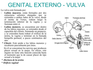 GENITAL EXTERNO - VULVA
La vulva está formada por:
- Labios mayores, están formados por dos
    estructuras salientes alargadas que se
    extienden a ambos lados de la vulva, desde
    el monte de Venus, rodean luego la
    terminación inferior de la vagina y se
    fusionan entre sí.
- Labios menores, se encuentran por dentro
    de los labios mayores, se extienden desde el
    capuchón del clítoris, formando un prepucio,
    y se extienden hasta rodear el orificio de la
    uretra, la vagina y terminar en la llamada
    horquilla perineal, a pocos centímetros del
    ano.
 * Clítoris: Está unido a los labios menores y
    recubierto parcialmente por éstos.
   En él se concentran los nervios que producen
    placer sexual en la mujer. En efecto, este
    órgano no tiene otra función conocida hasta
    el momento que la de causar placer de tipo
    sexual a la mujer
 * Abertura de la uretra
 * Orificio vaginal
 