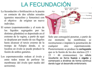 LA FECUNDACIÓN
La fecundación o fertilización es la puesta
   en contacto de dos células sexuales
   (gametos masculino y femenino) con
   el objetivo de originar un nuevo
   individuo.
El semen (espermatozoides y el resto de
   los líquidos segregados por las
   distintas glándulas) es depositado en el
   extremo de la vagina, a partir de aquí     Solo uno conseguirá penetrar, a partir de
   se desplazan por medio de sus flagelos     ese momento las membranas se
   hasta alcanzar el tercio externo de la     reestructuran e impiden la penetración de
   trompa de Falopio donde, si se             cualquier       otro     espermatozoide.
   localiza un óvulo se puede producir la     Posteriormente se produce la cariogamia
   fusión de ambos gametos.                   que es la fusión de los dos núcleos (23 +
                                              23 = 46 cromosomas). La célula
Los espermatozoides rodean al óvulo y
                                              resultante se llama huevo o cigoto y
   entre todos tratan de perforar las         comenzará a dividirse de forma contínua
   membranas del óvulo (por medio del         dando lugar al desarrollo embrionario.
   acrosoma).
 