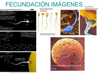 FECUNDACIÓN IMÁGENES                                Penetrando la
                                                    membrana del óvulo
        Espermatozoides
        anómalos

                               Cola


                               Cuello

                             Cabeza




                    Los espermatozoides rodean al
                    óvulo
 