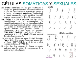 CÉLULAS SOMÁTICAS Y SEXUALES
Las células somáticas son las que constituyen el        Óvulo
   cuerpo. Lo que caracteriza a las células somáticas
   es que sus cromosomas se asocian por parejas y
   se llaman cromosomas homólogos. En el caso de
   la especie humana, las células somáticas tienen 23
   pares de cromosomas (es decir 46 cromosomas.
Las células sexuales o gametos, son las células
   especializadas    en    la    reproducción.     Su
   especialización consiste en que tienen la mitad de
   cromosomas que las somáticas (un cromosoma de
   cada pareja de homólogos). En el caso de la
   especie humana los gametos tienen 23
   cromosomas. Hay dos tipos de gametos:
   ESPERMATOZOIDES que llevan o bien el                         Célula somática
   cromosoma X o el Y y ÓVULOS que siempre
   llevarán el cromosoma X.
Los gametos se forman en unos órganos llamados
   GÓNADAS, si la gónada forma espermatozoides
   se llama TESTÍCULO, y si forma óvulos,
   entonces se llaman OVARIOS.
Al unirse los dos gametos de forma un nuevo
   individuo con la mitad de cromosomas de la
   madre y la mitad del padre.
 