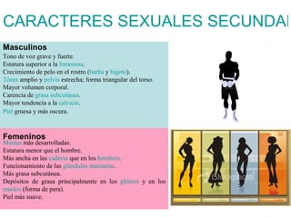 CARACTERES SEXUALES SECUNDAR
Masculinos
• Masculinos:
Tono de voz grave y fuerte.
Estatura superior a la femenina.
Crecimiento de pelo en el rostro (barba y bigote).
Tórax amplio y pelvis estrecha; forma triangular del torso.
Mayor volumen corporal.
Carencia de grasa subcutánea.
Mayor tendencia a la calvicie.
Piel gruesa y más oscura.


• Femeninos:
Femeninos
Mamas más desarrolladas.
Estatura menor que el hombre.
Más ancha en las caderas que en los hombres.
Funcionamiento de las glándulas mamarias.
Más grasa subcutánea.
Depósitos de grasa principalmente en los glúteos y en los
muslos (forma de pera).
Piel más suave.
 