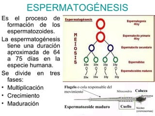ESPERMATOGÉNESIS
Es el proceso de
  formación de los
  espermatozoides.
La espermatogénesis
  tiene una duración
  aproximada de 64
  a 75 días en la
  especie humana.
Se divide en tres
  fases:
• Multiplicación       Flagelo o cola responsable del
                                                                      Cabeza
                       movimiento                       Mitocondria
• Crecimiento                                                            Acrosoma


• Maduración           Espermatozoide maduro              Cuello      Núcleo
                                                                      (cromosomas)
 