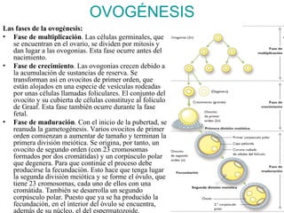 OVOGÉNESIS
Las fases de la ovogénesis:
• Fase de multiplicación. Las células germinales, que
   se encuentran en el ovario, se dividen por mitosis y
   dan lugar a las ovogonias. Esta fase ocurre antes del
   nacimiento.
• Fase de crecimiento. Las ovogonias crecen debido a
   la acumulación de sustancias de reserva. Se
   transforman así en ovocitos de primer orden, que
   están alojados en una especie de vesículas rodeadas
   por unas células llamadas foliculares. El conjunto del
   ovocito y su cubierta de células constituye al folículo
   de Graaf. Esta fase también ocurre durante la fase
   fetal.
• Fase de maduración. Con el inicio de la pubertad, se
   reanuda la gametogénesis. Varios ovocitos de primer
   orden comienzan a aumentar de tamaño y terminan la
   primera división meiótica. Se origina, por tanto, un
   ovocito de segundo orden (con 23 cromosomas
   formados por dos cromátidas) y un corpúsculo polar
   que degenera. Para que continúe el proceso debe
   producirse la fecundación. Esto hace que tenga lugar
   la segunda división meiótica y se forme el óvulo, que
   tiene 23 cromosomas, cada uno de ellos con una
   cromátida. También se desarrolla un segundo
   corpúsculo polar. Puesto que ya se ha producido la
   fecundación, en el interior del óvulo se encuentra,
   además de su núcleo, el del espermatozoide.
 
