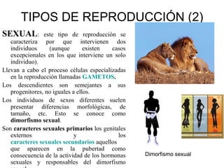 TIPOS DE REPRODUCCIÓN (2)
SEXUAL:         este tipo de reproducción se
   caracteriza por que intervienen dos
   individuos     (aunque        existen   casos
   excepcionales en los que interviene un solo
   individuo).
Llevan a cabo el proceso células especializadas
   en la reproducción llamadas GAMETOS.
Los descendientes son semejantes a sus
   progenitores, no iguales a ellos.
Los individuos de sexos diferentes suelen
   presentar diferencias morfológicas, de
   tamaño, etc. Esto se conoce como
   dimorfismo sexual.
Son caracteres sexuales primarios los genitales
   externos                  y               los
   caracteres sexuales secundarios aquellos
   que aparecen en la pubertad como
   consecuencia de la actividad de los hormonas    Dimorfismo sexual
   sexuales y responsables del dimorfismo
 