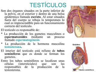 TESTÍCULOS
Son dos órganos situados en la parte inferior de
   la pelvis, en el exterior y dentro de una bolsa
   epidérmica llamada escroto. Al estar situados
   fuera del cuerpo se rebaja la temperatura lo
   cual es imprescindible para un funcionamiento
   correcto del testículo.
El testículo es responsable de:
* La producción de los gametos masculinos o
   espermatozoides mediante un proceso
   llamado espermatogénesis
* La producción de la hormona masculina
   testosterona.
El interior del testículo está relleno de tubos
   seminíferos que es donde se forman los
   gametos.
Entre los tubos seminíferos se localizan unas
   células     (intersticiales)  que    son    las
   responsables de la producción de la
   testosterona.
 