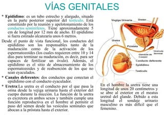 VÍAS GENITALES
* Epidídimo: es un tubo estrecho y alargado, situado
   en la parte posterior superior del testículo. Está
   constituido por la reunión y apelotonamiento de los
   conductos seminíferos. Tiene aproximadamente 5
   cm de longitud por 12 mm de ancho. El epidídimo
   si fuera estirado alcanzaría unos 6 metros.
Desde el punto de vista funcional, los conductos del
   epidídimo son los responsables tanto de la
   maduración como de la activación de los
   espermatozoides (los cuales requieren entre 10 y 14
   días para terminar su maduración, es decir, para ser
   capaces de fertilizar un óvulo). Además, el
   epidídimo es el sitio de almacenamiento de los
   espermatozoides y de reabsorción de los que no
   sean eyaculados.
* Canales deferentes: dos conductos que conectan el
   epidídimo con el conducto eyaculador.
* Uretra:La uretra es el conducto por el que pasa la      En el hombre la uretra tiene una
   orina desde la vejiga urinaria hasta el exterior del   longitud de unos 20 centímetros y
   cuerpo durante la micción. La función de la uretra     se abre al exterior en el meatus
   es excretora en ambos sexos y también cumple una       uretral del glande. Debido a esta
   función reproductiva en el hombre al permitir el       longitud el sondaje urinario
   paso del semen desde las vesículas seminales que       masculino es más difícil que el
   abocan a la próstata hasta el exterior.                femenino.
 