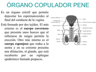 ÓRGANO COPULADOR PENE
Es un órgano eréctil que permite
  depositar los espermatozoides al
  final del conducto de la vagina.
Está formado por dos tejidos. El más
  externo es el cuerpo cavernoso
  que presenta unos huecos que al
  rellenarse de sangre permite la
  erección. Otro más interno es el
  cuerpo esponjoso que rodea a la
  uretra y en su extremo presenta
  una dilatación, el glande, que está
  recubierto por un repliegue
  epidérmico llamado prepucio.
 