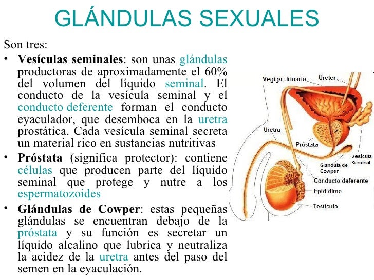 Que es necesario comer para aumentar el pene