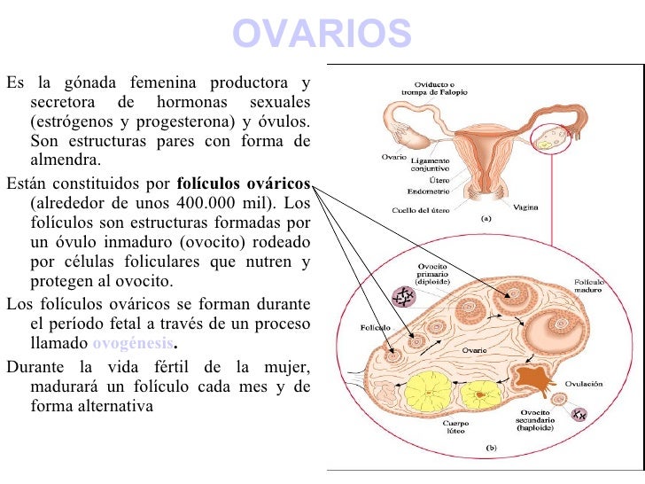 La ReproduccióN