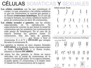 CÉLULAS SOMÁTICAS Y SEXUALES
                                                         Célula sexual. Óvulo
Las células somáticas son las que constituyen el
   cuerpo. Lo que caracteriza a las células somáticas
   es que sus cromosomas se asocian por parejas y
   se llaman cromosomas homólogos. En el caso de
   la especie humana, las células somáticas tienen 23
   pares de cromosomas (es decir 46 cromosomas.
Las células sexuales o gametos, son las células
   especializadas    en    la    reproducción.     Su
   especialización consiste en que tienen la mitad de
   cromosomas que las somáticas (un cromosoma de
   cada pareja de homólogos). En el caso de la
   especie humana los gametos tienen 23
   cromosomas. Hay dos tipos de gametos:
   ESPERMATOZOIDES que llevan o bien el                 Célula somática. Pares de cromosomas homólogos
   cromosoma X o el Y y ÓVULOS que siempre
   llevarán el cromosoma X.
Los gametos se forman en unos órganos llamados
   GÓNADAS, si la gónada forma espermatozoides
   se llama TESTÍCULO, y si forma óvulos,
   entonces se llaman OVARIOS.
Al unirse los dos gametos se forma un nuevo
   individuo con la mitad de cromosomas de la
   madre y la mitad del padre. En la especie humana,
   el padre aporta 23 cromosomas y la madre otros
   23 dando los 46 característicos de la especie
 