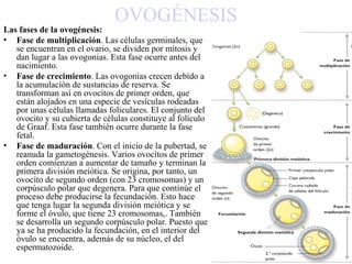 OVOGÉNESIS
Las fases de la ovogénesis:
• Fase de multiplicación. Las células germinales, que
   se encuentran en el ovario, se dividen por mitosis y
   dan lugar a las ovogonias. Esta fase ocurre antes del
   nacimiento.
• Fase de crecimiento. Las ovogonias crecen debido a
   la acumulación de sustancias de reserva. Se
   transforman así en ovocitos de primer orden, que
   están alojados en una especie de vesículas rodeadas
   por unas células llamadas foliculares. El conjunto del
   ovocito y su cubierta de células constituye al folículo
   de Graaf. Esta fase también ocurre durante la fase
   fetal.
• Fase de maduración. Con el inicio de la pubertad, se
   reanuda la gametogénesis. Varios ovocitos de primer
   orden comienzan a aumentar de tamaño y terminan la
   primera división meiótica. Se origina, por tanto, un
   ovocito de segundo orden (con 23 cromosomas) y un
   corpúsculo polar que degenera. Para que continúe el
   proceso debe producirse la fecundación. Esto hace
   que tenga lugar la segunda división meiótica y se
   forme el óvulo, que tiene 23 cromosomas,. También
   se desarrolla un segundo corpúsculo polar. Puesto que
   ya se ha producido la fecundación, en el interior del
   óvulo se encuentra, además de su núcleo, el del
   espermatozoide.
 