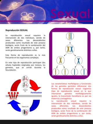 Sexual Reproducción SEXUAL La reproducción sexual requiere la intervención de dos individuos, siendo de sexos diferentes. Los descendientes producidos como resultado de este proceso biológico, serán fruto de la combinación del ADN de ambos progenitores y, por tanto, serán genéticamente distintos a ellos. Esta forma de reproducción es la más frecuente en los organismos complejos. En este tipo de reproducción participan dos células haploides originadas por meiosis, los gametos, que se unirán durante la fecundación. Las características morfológicas y funcionales de los gametos permiten diferenciar dos formas de reproducción sexual: isogámica (tipo de reproducción sexual en la que intervienen gametos morfológicamente iguales, la transmisión hereditaria es por vía materna) y anisogámica. La reproducción sexual requiere la intervención de dos individuos, siendo de sexos diferentes. Los descendientes producidos como resultado de este proceso biológico, serán fruto de la combinación del ADN de ambos progenitores y, por tanto, serán genéticamente distintos a ellos. 