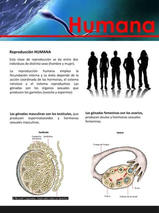 Reproducción HUMANA Esta clase de reproducción se da entre dos individuos de distinto sexo (hombre y mujer).  Humana La reproducción humana emplea la fecundación interna y su éxito depende de la acción coordinada de las hormonas, el sistema nervioso y el sistema reproductivo. Las gónadas son los órganos sexuales que producen los gametos (ovocito y espermio) Las gónadas masculinas son los testículos,  que producen espermatozoides y hormonas sexuales masculinas. Las gónadas femeninas son los ovarios,  producen óvulos y hormonas sexuales femeninas. 