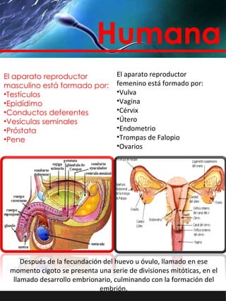 INDICE Humana El aparato reproductor masculino está formado por: Testículos Epidídimo Conductos deferentes Vesículas seminales Próstata Pene El aparato reproductor femenino está formado por: Vulva Vagina Cérvix Útero Endometrio Trompas de Falopio Ovarios Después de la fecundación del huevo u óvulo, llamado en ese momento cigoto se presenta una serie de divisiones mitóticas, en el llamado desarrollo embrionario, culminando con la formación del embrión. 