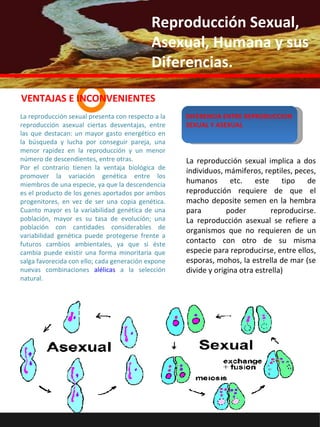 ANUNCIO La reproducción sexual presenta con respecto a la reproducción asexual ciertas desventajas, entre las que destacan: un mayor gasto energético en la búsqueda y lucha por conseguir pareja, una menor rapidez en la reproducción y un menor número de descendientes, entre otras. Por el contrario tienen la ventaja biológica de promover la variación genética entre los miembros de una especie, ya que la descendencia es el producto de los genes aportados por ambos progenitores, en vez de ser una copia genética. Cuanto mayor es la variabilidad genética de una población, mayor es su tasa de evolución; una población con cantidades considerables de variabilidad genética puede protegerse frente a futuros cambios ambientales, ya que si éste cambia puede existir una forma minoritaria que salga favorecida con ello; cada generación expone nuevas combinaciones  alélicas  a la selección natural. VENTAJAS E INCONVENIENTES La reproducción sexual implica a dos individuos, mámiferos, reptiles, peces, humanos etc. este tipo de reproducción requiere de que el macho deposite semen en la hembra para poder reproducirse. La reproducción asexual se refiere a organismos que no requieren de un contacto con otro de su misma especie para reproducirse, entre ellos, esporas, mohos, la estrella de mar (se divide y origina otra estrella) DIFERENCIA ENTRE REPRODUCCION SEXUAL Y ASEXUAL  Reproducción Sexual, Asexual, Humana y sus Diferencias. 