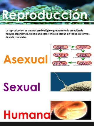 Asexual Sexual Humana Reproducción La reproducción es un proceso biológico que permite la creación de nuevos organismos, siendo una característica común de todas las formas de vida conocidas.  