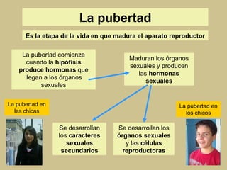 La pubertad Es la etapa de la vida en que madura el aparato reproductor La pubertad comienza cuando la  hipófisis produce hormonas  que llegan a los órganos sexuales Maduran los órganos sexuales y producen las  hormonas sexuales Se desarrollan los  caracteres sexuales secundarios Se desarrollan los  órganos sexuales  y las  células reproductoras La pubertad en las chicas La pubertad en los chicos 
