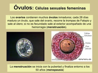 Óvulos :  Células sexuales femeninas Los  ovarios  contienen muchos  óvulos  inmaduros; cada 28 días madura un óvulo, que sale del ovario, recorre la trompas de Falopio y sale al útero; si no es fecundado sale al exterior acompañado de una hemorragia ( menstruación ). La  menstruación  se inicia con la pubertad y finaliza entorno a los 50 años ( menopausia ) 