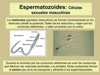 Espermatozoides :  Células sexuales masculinas Los  testículos  (gametos masculinos) se forman continuamente   en los testículos desde la pubertad. Salen de los testículos y viajan por los conductos deferentes  y salen al exterior por la uretra. Durante el recorrido por los conductos deferentes se unen las sustancias que fabrican las vesículas seminales y la próstata. Estas sustancias forman el  semen  que sirve de transporte y alimento a los espermatozoides. 