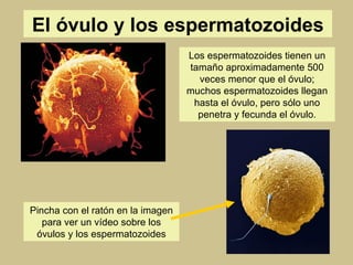 El óvulo y los espermatozoides Los espermatozoides tienen un tamaño aproximadamente 500 veces menor que el óvulo; muchos espermatozoides llegan hasta el óvulo, pero sólo uno penetra y fecunda el óvulo. Pincha con el ratón en la imagen para ver un vídeo sobre los óvulos y los espermatozoides 