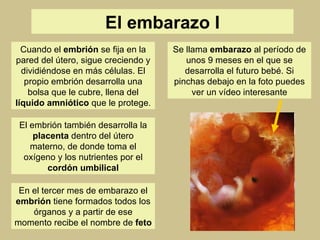 El embarazo I Cuando el  embrión  se fija en la pared del útero, sigue creciendo y dividiéndose en más células. El propio embrión desarrolla una bolsa que le cubre, llena del  líquido amniótico  que le protege. El embrión también desarrolla la  placenta  dentro del útero materno, de donde toma el oxígeno y los nutrientes por el  cordón umbilical En el tercer mes de embarazo el  embrión  tiene formados todos los órganos y a partir de ese momento recibe el nombre de  feto Se llama  embarazo  al período de unos 9 meses en el que se desarrolla el futuro bebé. Si pinchas debajo en la foto puedes ver un vídeo interesante 