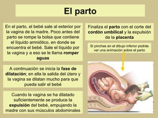 El parto En el parto, el bebé sale al exterior por la vagina de la madre. Poco antes del parto se rompe la bolsa que contiene el líquido amniótico, en donde se encuentra el bebé. Sale el líquido por la vagina y a eso se le llama  romper aguas A continuación se inicia la  fase de   dilatación ; en ella la salida del útero y la vagina se dilatan mucho para que pueda salir el bebé Cuando la vagina se ha dilatado suficientemente se produce la  expulsión  del bebé, empujando la madre con sus músculos abdominales Finaliza el  parto  con el corte del  cordón umbilical  y la expulsión de la  placenta Si pinchas en el dibujo inferior podrás ver una animación sobre el parto 