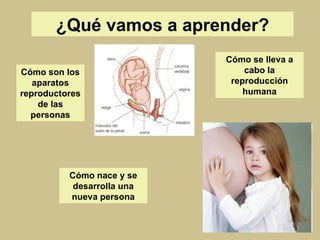 ¿Qué vamos a aprender? Cómo son los aparatos reproductores de las personas Cómo se lleva a cabo la reproducción humana Cómo nace y se desarrolla una nueva persona 