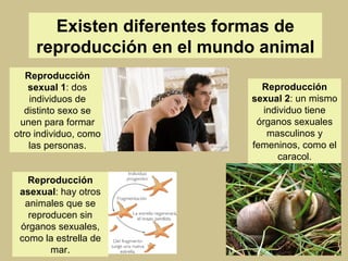 Existen diferentes formas de reproducción en el mundo animal Reproducción sexual 1 : dos individuos de distinto sexo se unen para formar otro individuo, como las personas. Reproducción sexual 2 : un mismo individuo tiene órganos sexuales masculinos y femeninos, como el caracol. Reproducción asexual : hay otros animales que se reproducen sin órganos sexuales, como la estrella de mar. 