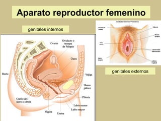 Aparato reproductor femenino genitales internos genitales externos 