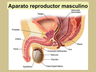 Aparato reproductor masculino 