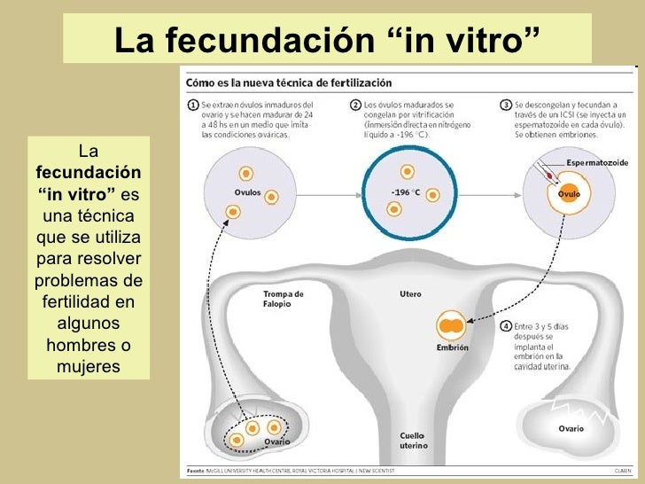 Que Pasa Si Se Queda La Vitro Encendida