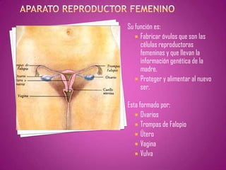 Su función es:
    Fabricar óvulos que son las
     células reproductoras
     femeninas y que llevan la
     información genética de la
     madre.
    Proteger y alimentar al nuevo
     ser.

Esta formado por:
    Ovarios
    Trompas de Falopio
    Útero
    Vagina
    Vulva
 