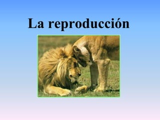 La reproducción
 