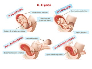 8.- El parto
1º DILATACIÓN
2º EXPULSIÓN
3ero. NACIMIENTO
4º ALUMBRAMIENTO
Contracciones uterinas
Rotura de la bolsa amniót...