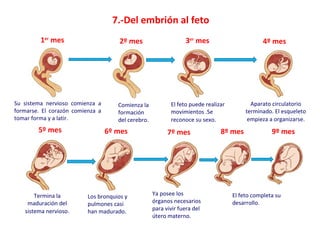 7.-Del embrión al feto
1er
mes 3er
mes2º mes 4º mes
5º mes 6º mes 7º mes 8º mes 9º mes
El feto completa su
desarrollo.
Ya ...