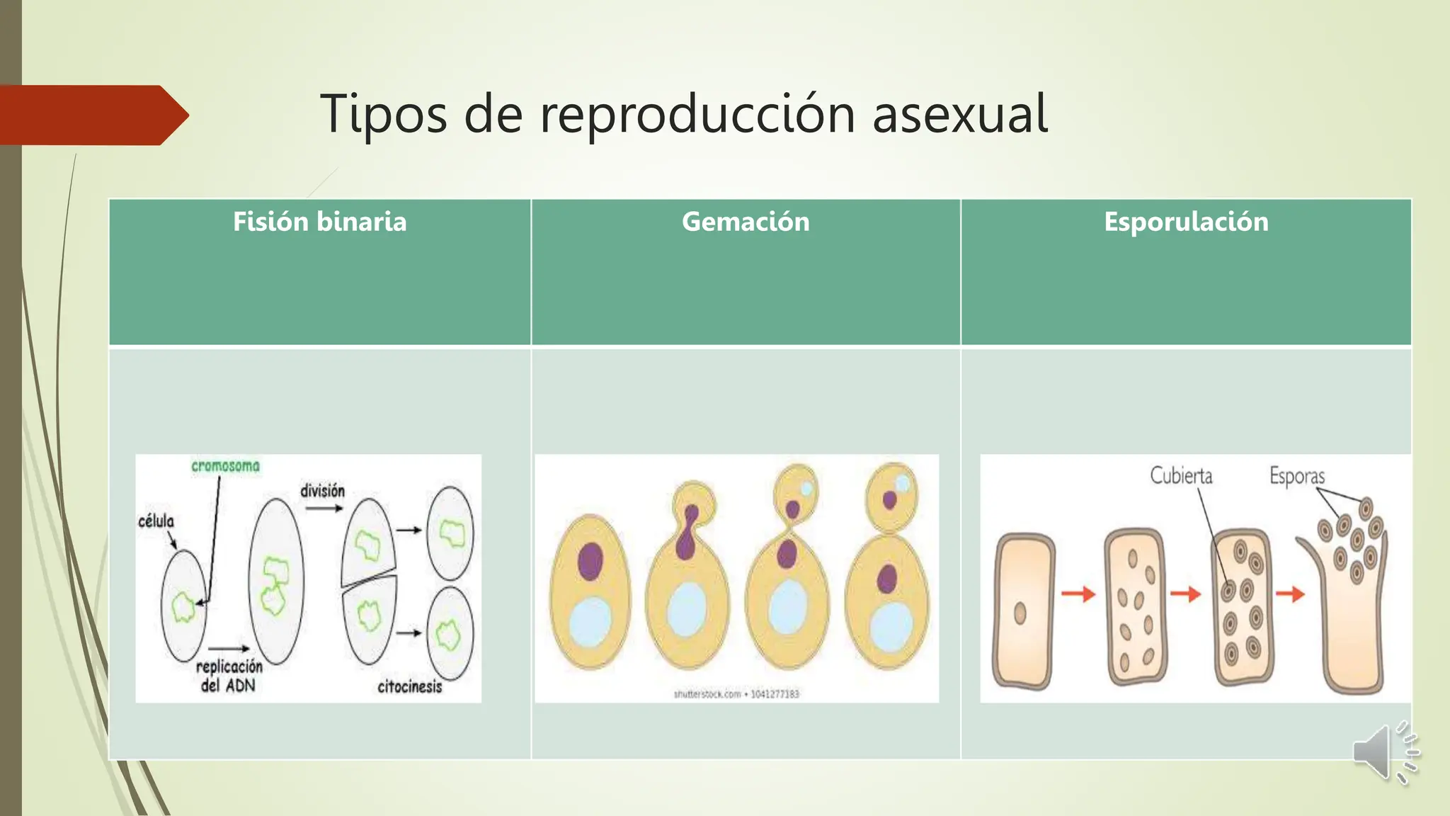 Tipos de reproducción asexual en los seres | PPT
