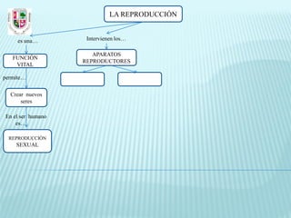 LA REPRODUCCIÓN


     es una…        Intervienen los…

                      APARATOS
   FUNCIÓN
                   REPRODUCTORES
    VITAL

permite…

  Crear nuevos
      seres

En el ser humano
    es…

  REPRODUCCIÓN
    SEXUAL
 